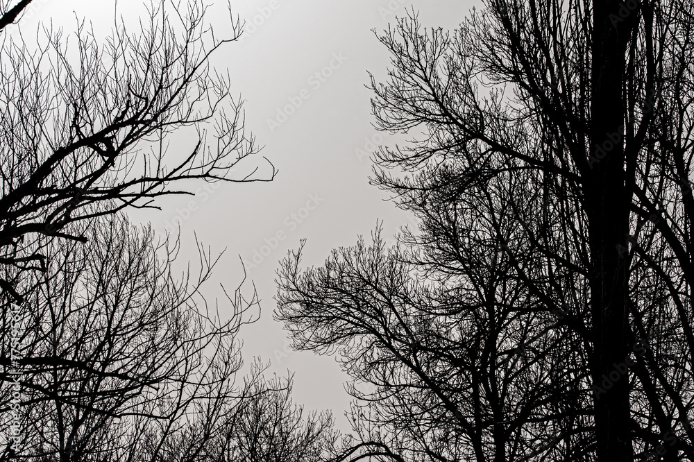 Obraz premium Dark tree branches texture background on light