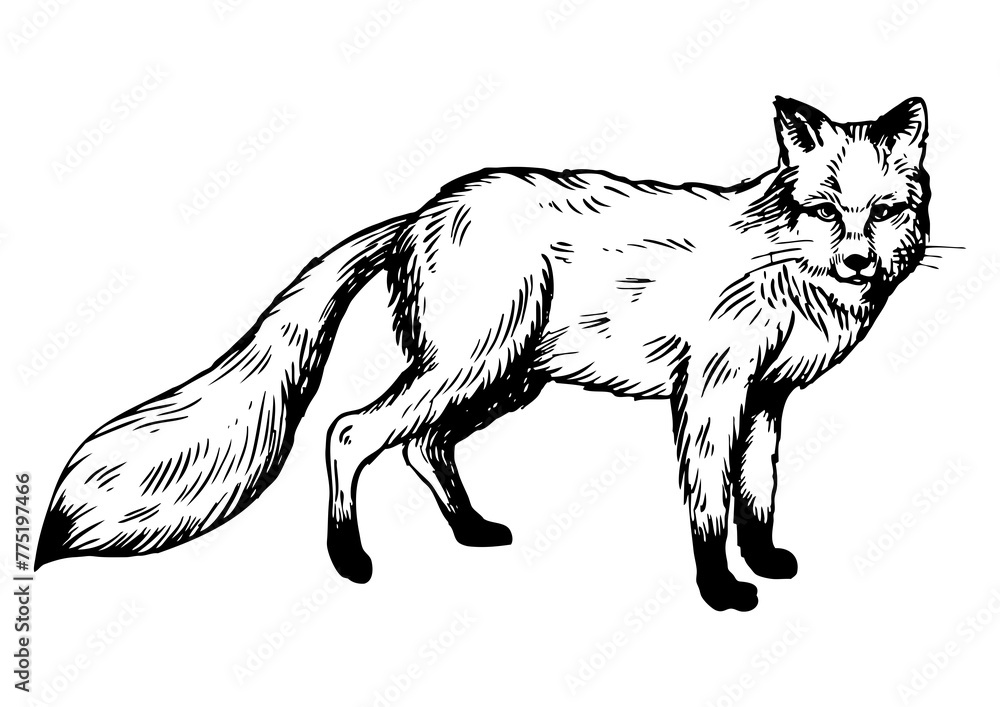 Obraz premium Fox animal engraving PNG illustration