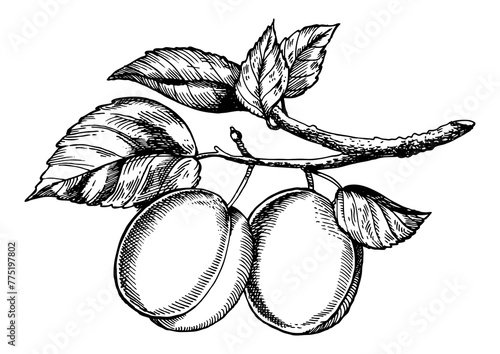 Tableau sur toile Sprig of plum engraving PNG illustration