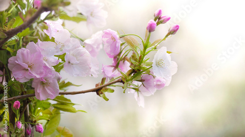 Branche of flowering cherry tree covered in white and pink blossoms on soft b...