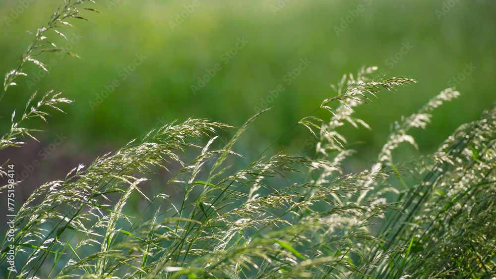 Fototapeta premium Wind Bends the Ears of Grass in the Meadow.