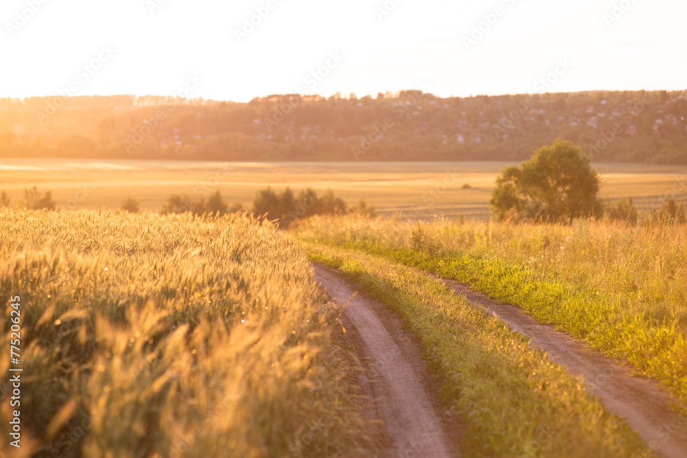 A country road in a field at dawn