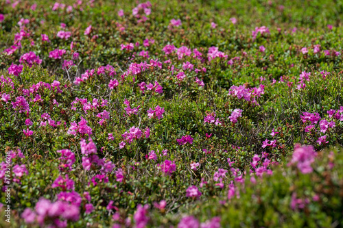 A meadow in the mountains with rhododendron flowers.
