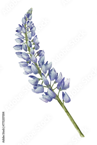 Fotografie Blue lupine flower watercolor illustration isolated on transparent background for botanical stickers, compositions, wedding invitations, packaging, cards, labels, textile prints etc