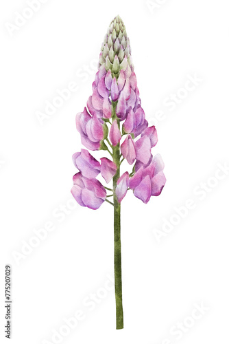 Pink lupine flower watercolor illustration isolated on transparent background for botanical stickers, compositions, wedding invitations, packaging, cards, labels, textile prints etc.