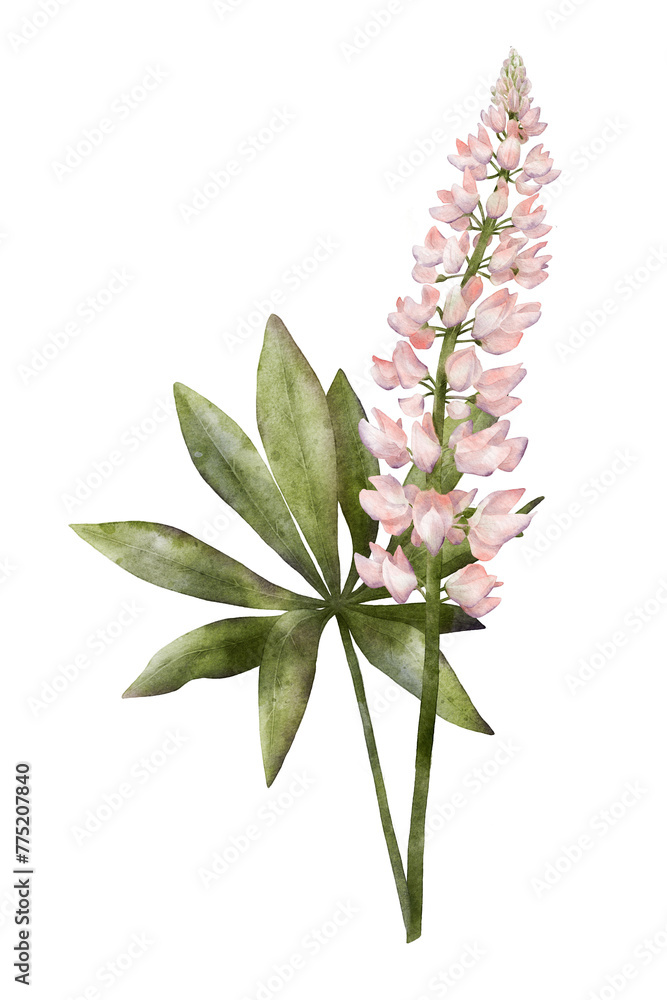 Pink lupine flower with green leaves watercolor illustration isolated on transparent background for botanical stickers, compositions, wedding invitations, packaging, cards, labels, textile prints etc. Pink lupine flower with green leaves watercolor illustration isolated on transparent background for botanical stickers, compositions, wedding invitations, packaging, cards, labels, textile prints etc.