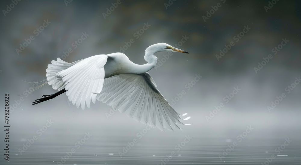 Fototapeta premium A white heron gracefully takes off from the water's surface in midflight over an idyllic lake, its wings spread wide and body poised for flight