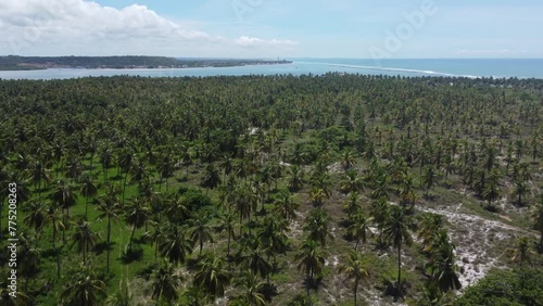 Visão aérea de um coqueiral na praia do Gunga, Alagoas photo