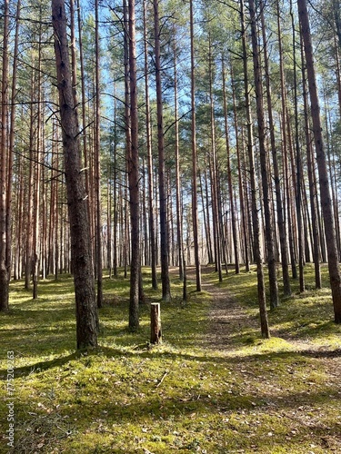 Fototapeta Naklejka Na Ścianę i Meble -  Natural forest background, fir trees, moss on the ground, fairy tail 