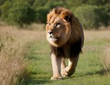 Lion (Panthera leo), adult, male, stalking, vigilant, Sabi Sand Game Reserve, Kruger National Park, Kruger National Park, South Africa, Africa
