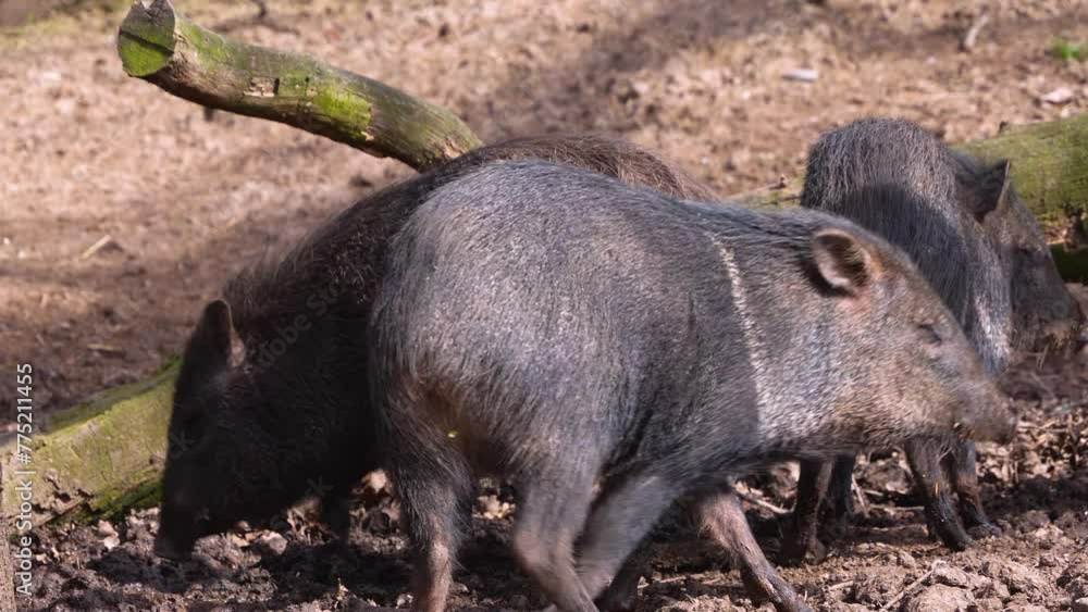 Close view of a peccary pigs family walking around mud Close view of a peccary pigs family walking around mud