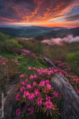 Beautiful Sunset Over Valley With Pink Flowers