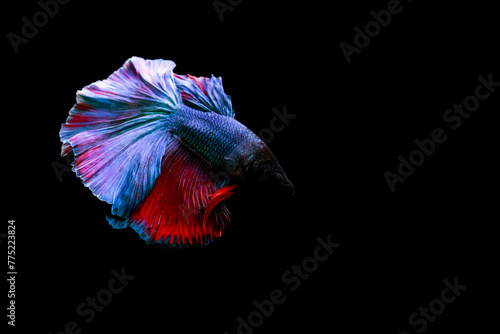 Betta fish with its wonderful colors. Black background. Betta splendens.