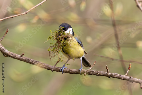 Canvas Print Great tit nesting with moss in mouth sitting on a perch