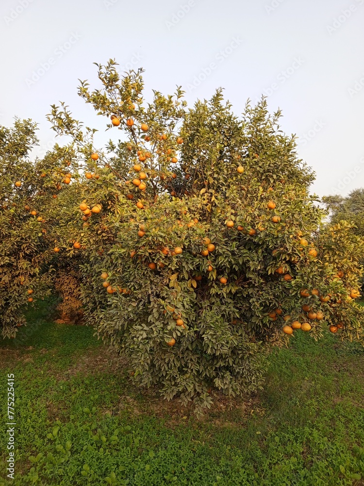 Orange tree in autumn Orange tree in autumn