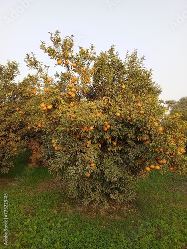 Orange tree in autumn
