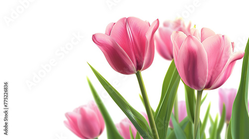 Amazing Easter composition with fresh tulips and easter eggs isolated on white