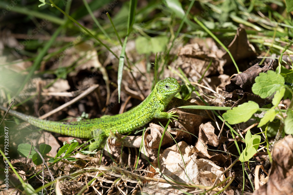 small green lizard in the grass small green lizard in the grass