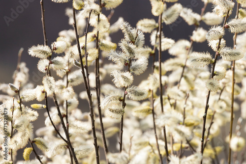 Branches of a blooming willow illuminated by the sun. Close-up