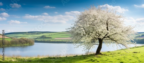 A solitary tree is situated in an open grassy area with a serene pond visible in the distance © AkuAku