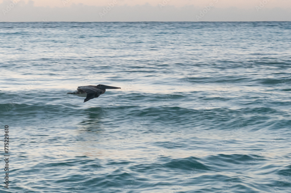 Naklejka premium Pelicans are flying over the sea
