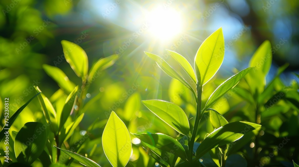 The power of photosynthesis, sunlight into life The power of photosynthesis, sunlight into life