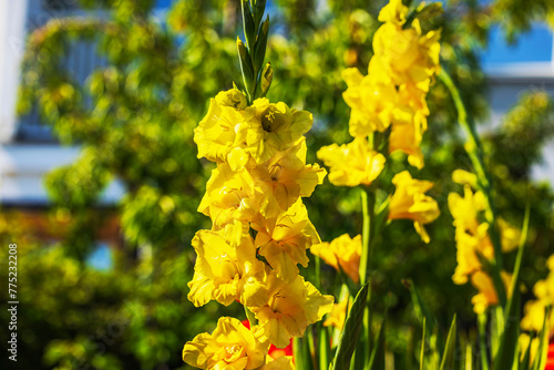 Macro view of vibrant yellow gladiolus flowers blooming in the garden.