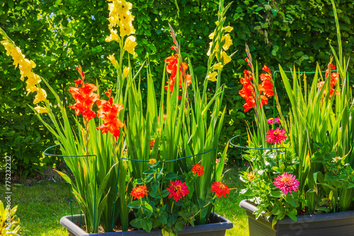 Fototapeta Naklejka Na Ścianę i Meble -  Beautiful view of  garden gladioli and asters blooming in garden boxes along the pathway of a villa. Sweden.