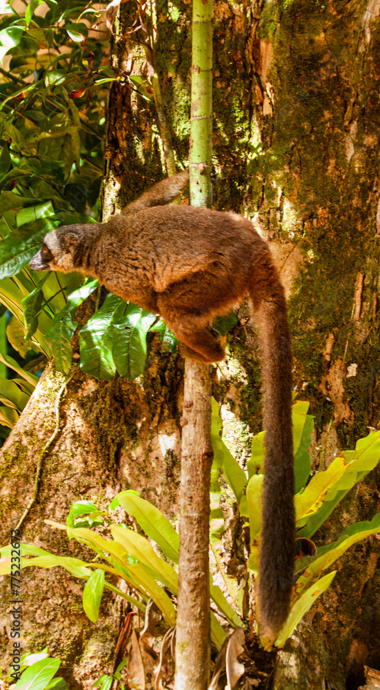Obraz premium Lemur in tree
