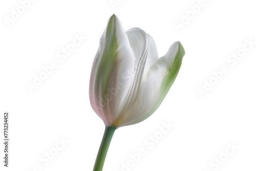 White and Pink Tulip Close-Up Isolated on White Transparent Background, PNG 