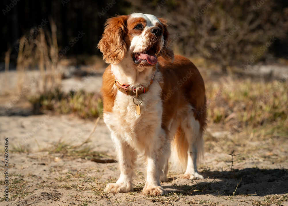 Cute brown and white dog standing on a dirt path