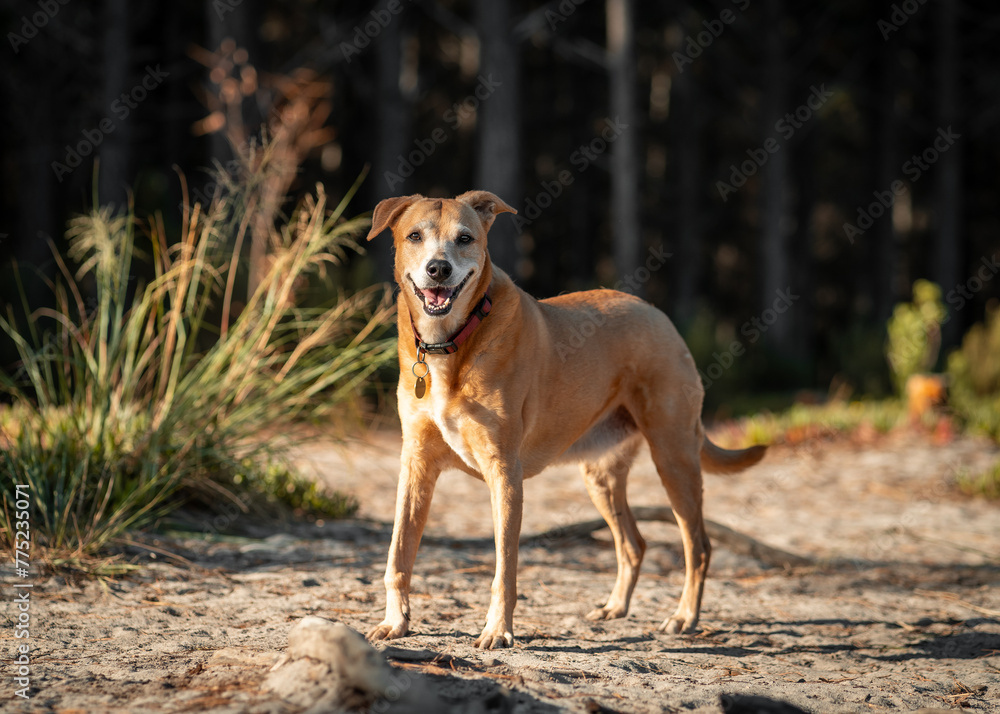 Brown dog with a collar stands on a dirt ground
