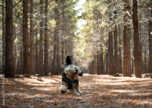 Happy small dog in a forest