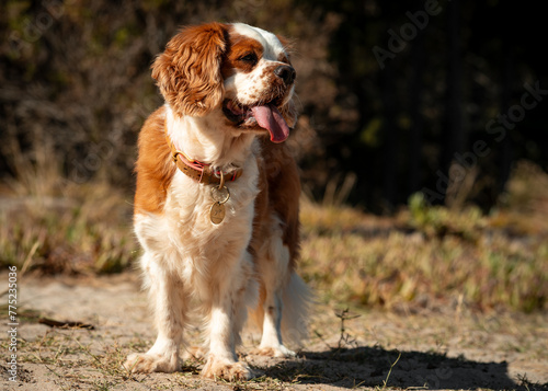 Cute brown and white dog standing on a dirt path © Wirestock