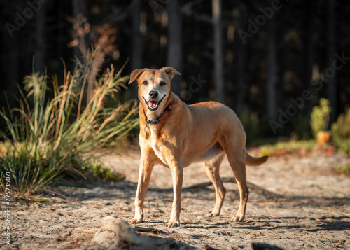 Brown dog with a collar stands on a dirt ground