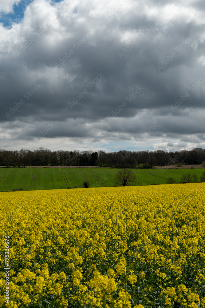 Fototapeta premium kwitnące pola rzepaku
