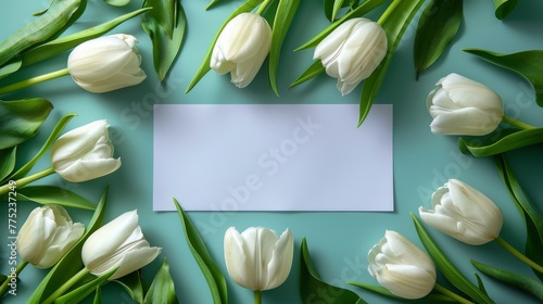 White Tulips and Card on Blue Background