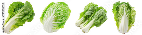 Chinese cabbage vegetable food ingridient cutout png transparent background
 photo