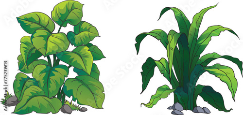 Illustration of a tropical plant with stones