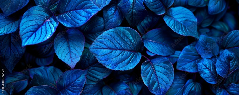 Blue leaves in dark moody lighting