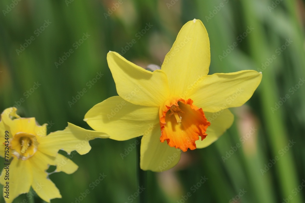 Obraz premium Jonquilles