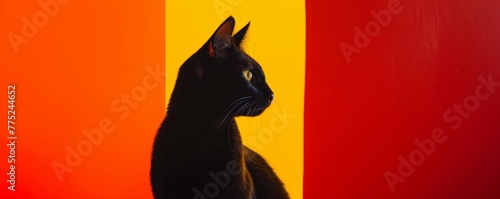Black cat against a two-tone background