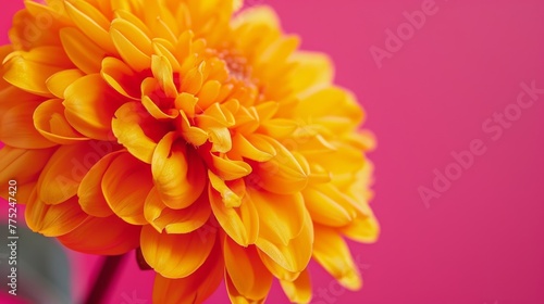 Vibrant yellow chrysanthemum on pink background
