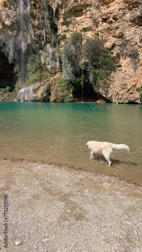 Golden retriever dog enjoying in a natural lake with a waterfall