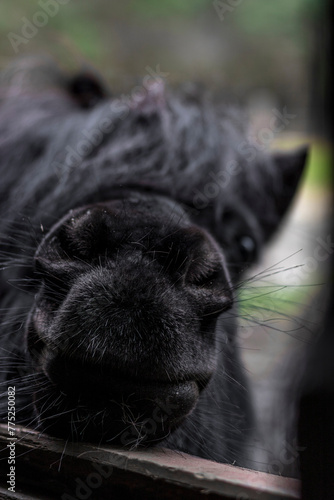 Little cute black shetland pony watching over the stable door cute little nose
