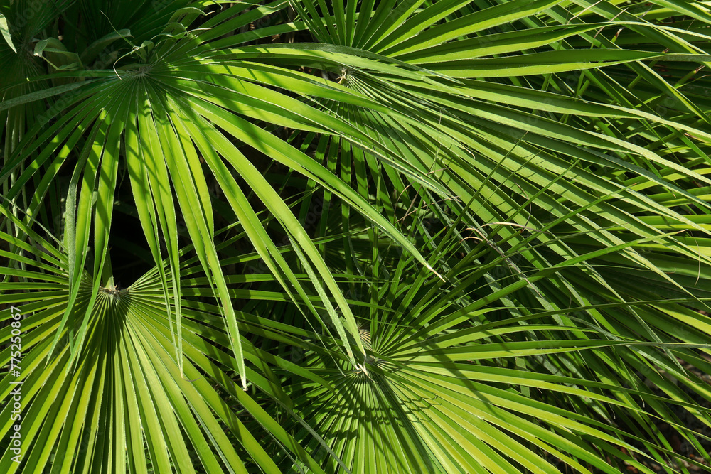 Beautiful palm leaves in park on sunny day Beautiful palm leaves in park on sunny day