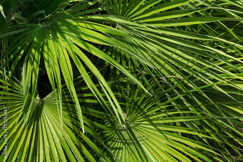 Lush green palm fronds in s...