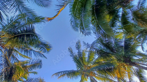 Palm tree view on a sunny day