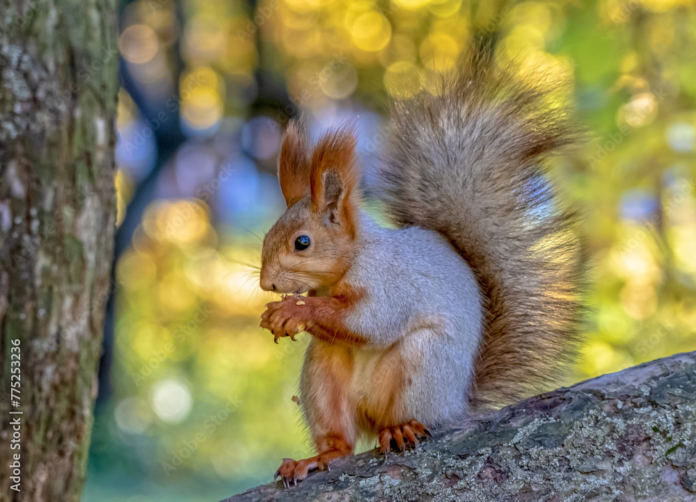 Obraz premium squirrel on a tree