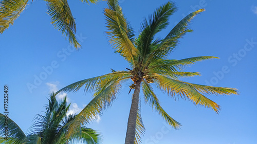 Wallpaper Mural Palm tree view on a sunny day Torontodigital.ca